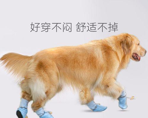 金毛狗脚掌的特点与功能（探秘金毛狗独特的脚掌构造与适应性）