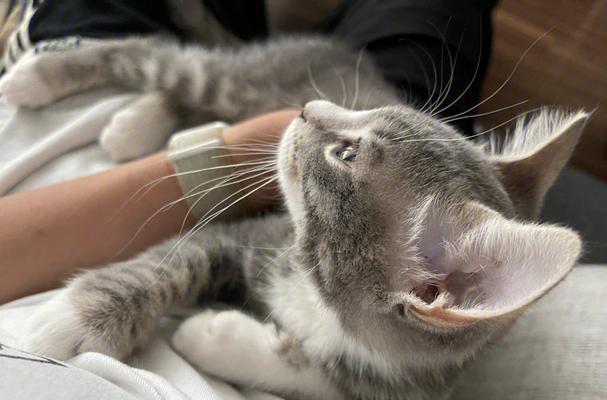 小猫离家出走的原因及可能回来的情况（探寻小猫离家出走背后的原因和可能的回归情景）