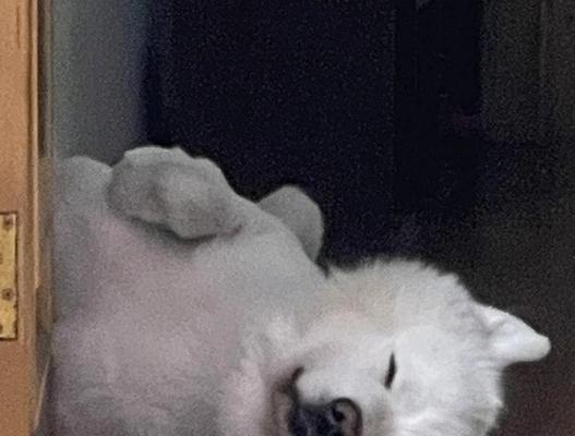 为什么萨摩耶整天睡觉？（探究萨摩耶喜欢长时间睡眠的原因）