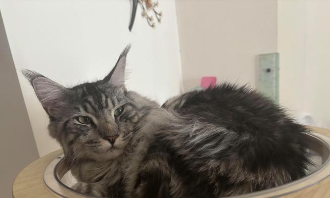 小猫为什么喜欢舔主人手？（探究小猫舔主人手的原因及意义）