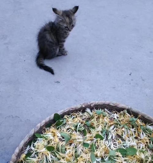 猫咪为什么喜欢吃干金银花？（探究猫咪对干金银花的偏好及其原因）