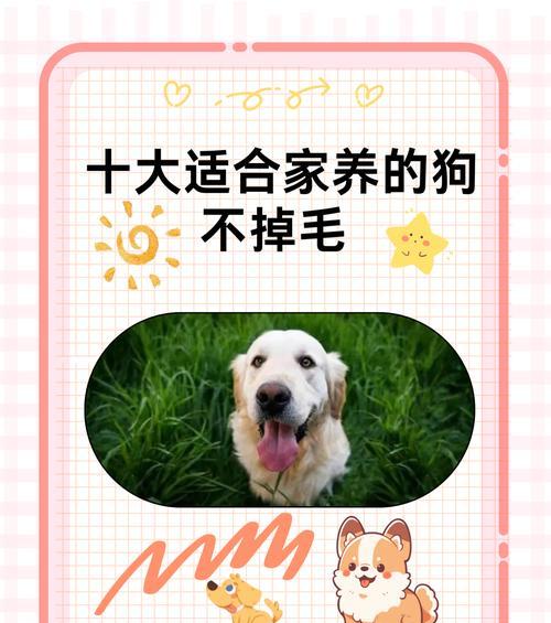 拥有漂亮外貌且不掉毛的狗品种（寻找适合家庭的完美伴侣）