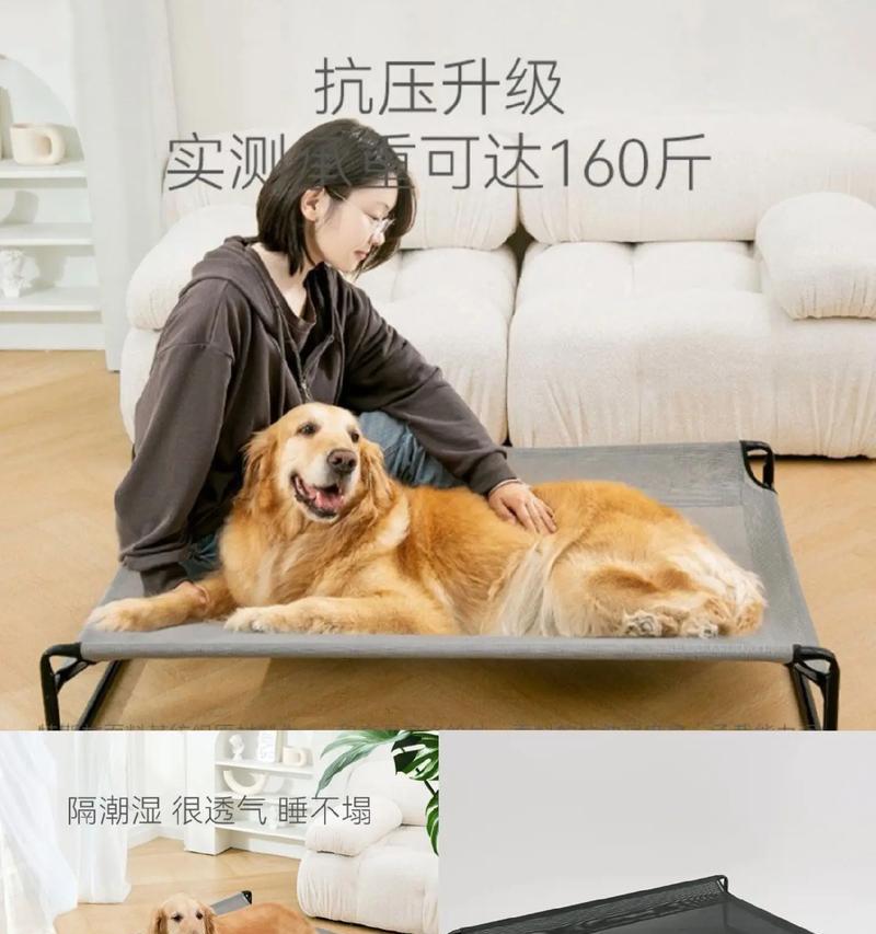 夏天金毛的护理与注意事项（了解金毛狗夏天的特点及护理方法，让它度过一个快乐安全的夏天）