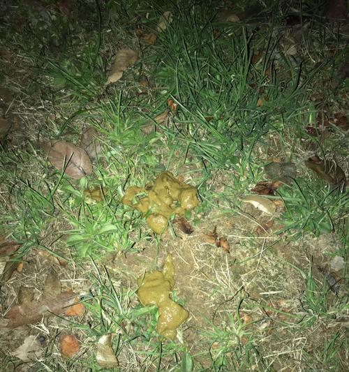 狗狗拉软便的原因及处理方法（探究狗狗拉软便的背后原因以及如何妥善处理）