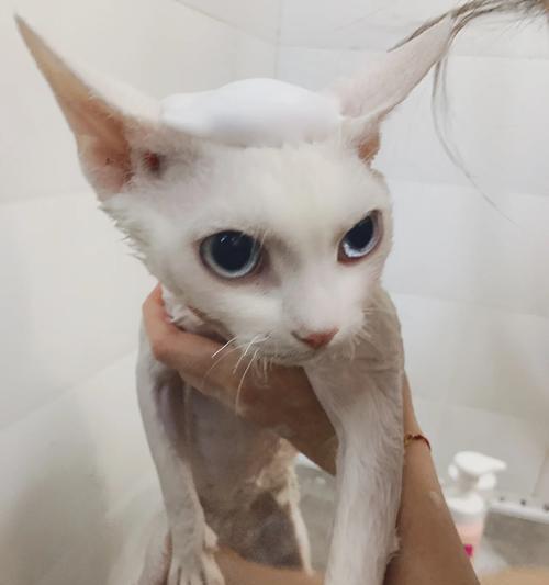 洗猫的替代方法，让猫咪保持清洁的技巧（用什么代替传统洗猫？解密猫咪健康清洁的秘诀）