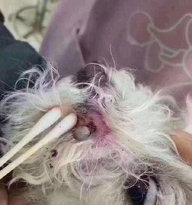为什么小狗打育苗前驱虫（养宠物必备知识，育苗前驱虫的重要性）