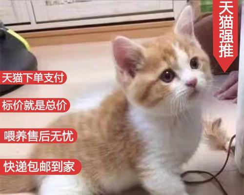 选择适合养的猫咪，从而打造美好的宠物生活（什么样的猫咪最适合作为宠物？如何选择合适的猫咪品种？）