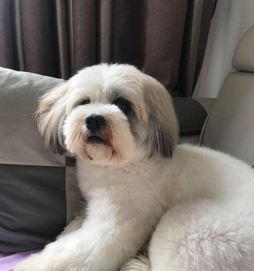 幼犬出生就抽风，患上的可能是什么病？（探寻幼犬癫痫症的发生原因及治疗方法）
