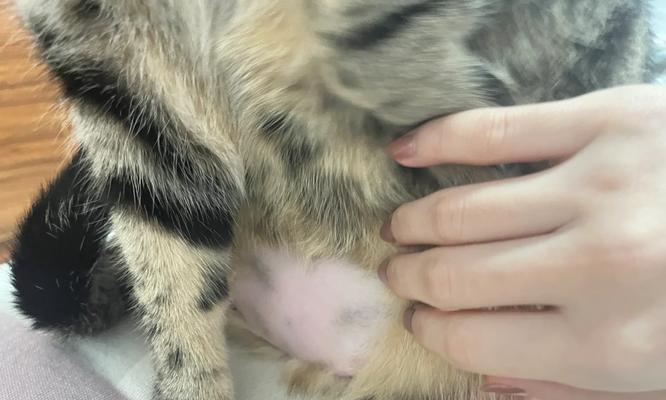 小猫便秘的症状与处理方法（小猫便秘的常见症状及解决办法）
