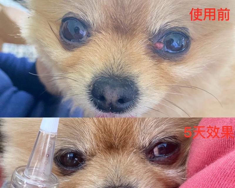 狗眼睛长息肉的原因及治疗方法（狗眼睛长息肉的症状、危害与预防措施）