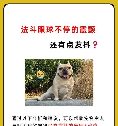 法斗眼睛红是怎么回事？（探究法斗眼睛红的原因及对策）