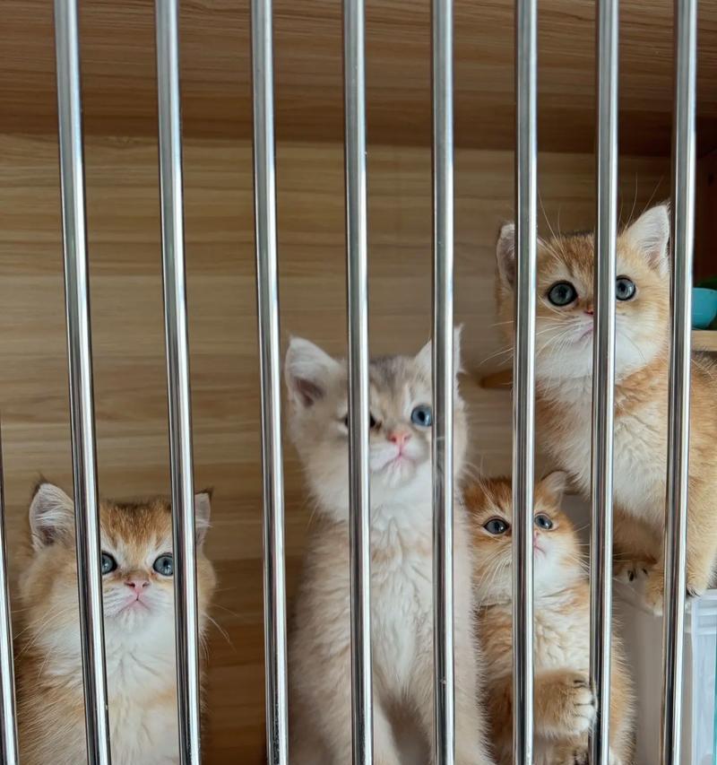 母性之大，超越公性之远（以温暖、关爱、奉献为的探讨）