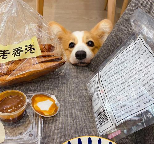 如何为即将下狗料理一顿丰盛的美食（了解适合即将下狗食用的食物种类及饮食安排）