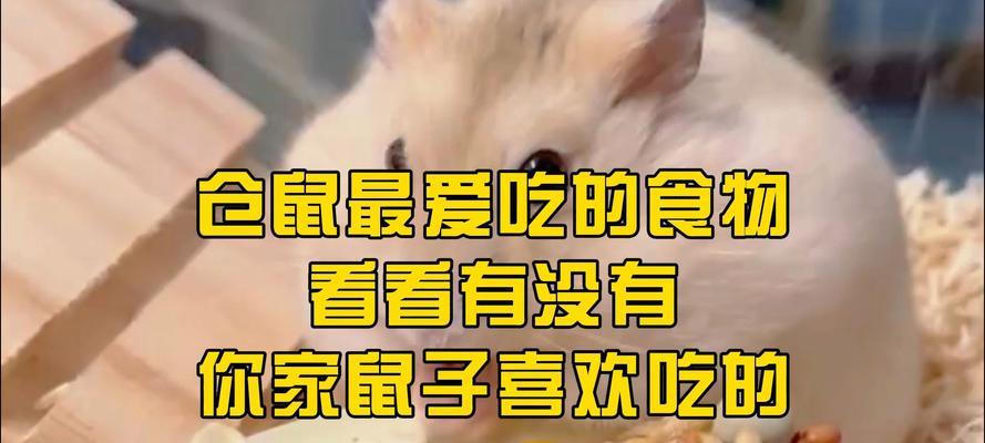 仓鼠断奶后的饮食指南（科学饲养助你培养健康宠物）