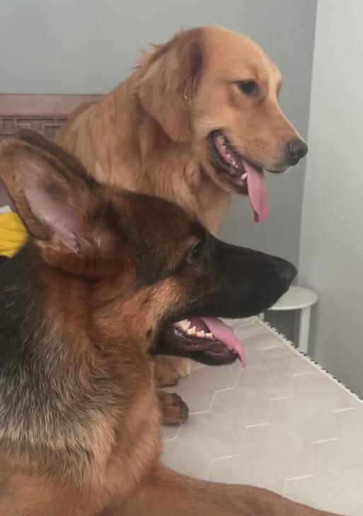 德牧犬幼犬的饮食需求（从小吃什么？如何满足幼犬的营养需求？）