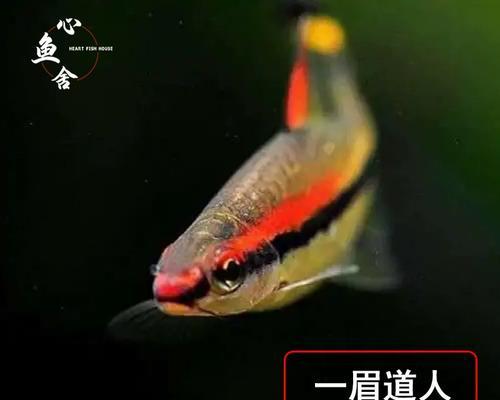 以红绿灯鱼能和哪些鱼混养？（探索与红绿灯鱼相容的鱼类伙伴）