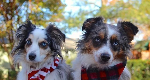 牧羊犬配狗的行为反应（了解牧羊犬配狗的主要特点和行为反应）