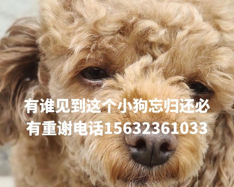 白色泰迪和棕色泰迪的搭配之美（色彩交融，增添温暖）