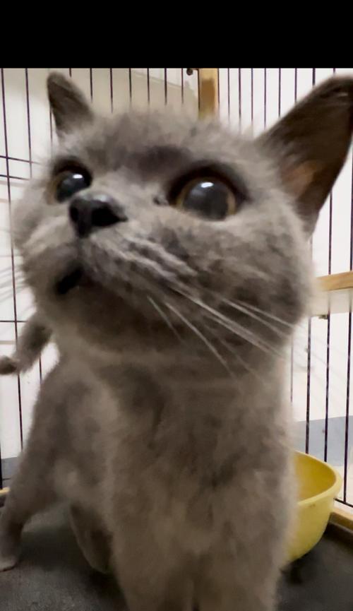 蓝猫常见病大揭秘（探秘蓝猫的健康隐患，保护它们的生命安全！）
