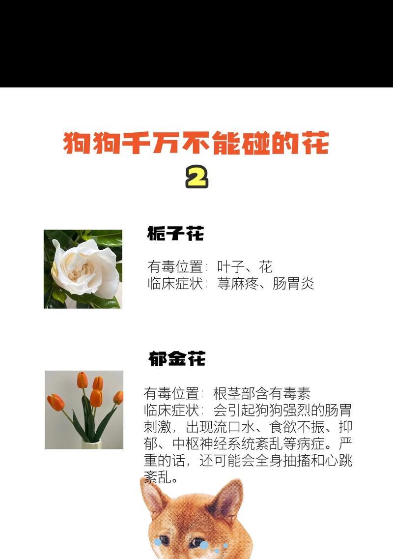 狗狗为什么不能碰食物？（了解这些关键因素，保障狗狗健康）