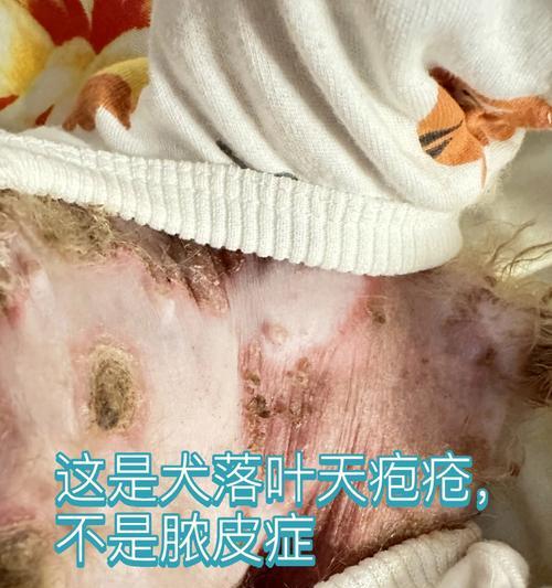 了解狗脓皮症的症状及处理方法（探究狗脓皮症的症状、治疗和预防措施）