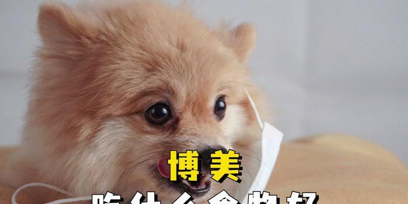 博美犬的饮食指南（让你的博美吃得健康又美味）