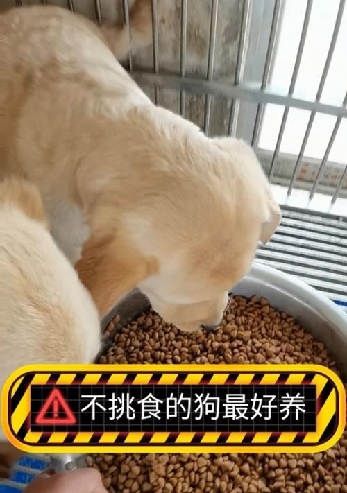 狗狗8个月可以喂什么东西？（满足狗狗成长需求的健康饮食）