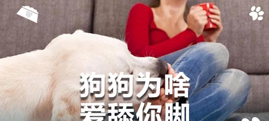 小狗为什么喜欢舔人脚？（解析小狗舔人脚的原因及背后的意义）