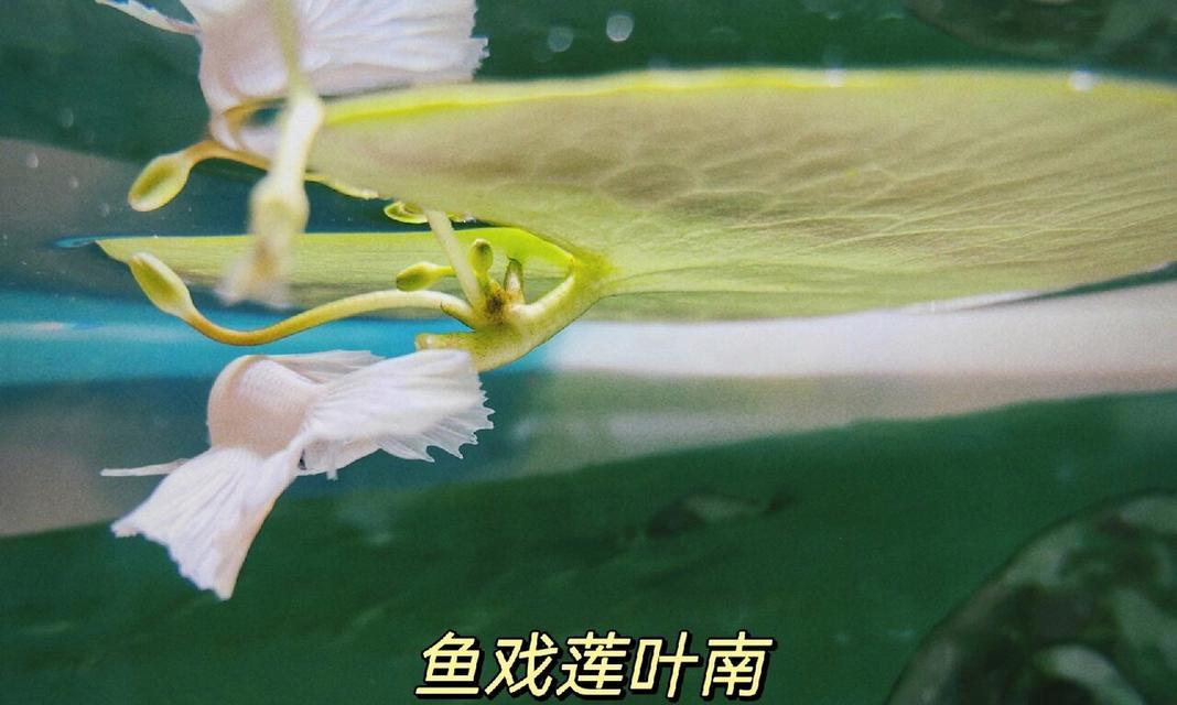 热带鱼养殖中适合放置的水草种类及作用（为您解析热带鱼养殖中选择适宜水草的重要性）