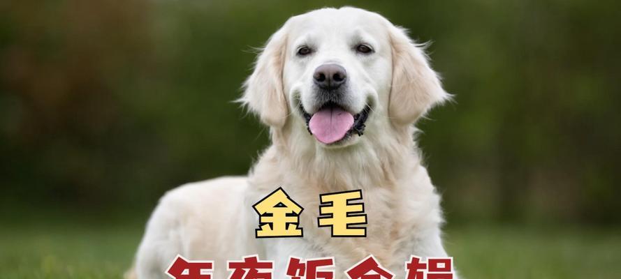 金毛三个月应该吃什么？（为你的小金毛提供适宜的营养！）