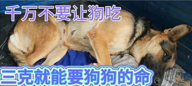 狗吃到毒药的症状及应急处理方法（了解狗吃到毒药后的症状，及时救援你的宠物）