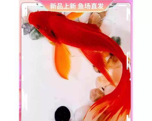 选择合适的草金鱼品种，让养鱼变得更加轻松（以什么草金鱼好养？种类选择关键在于适应性和饲养难度）