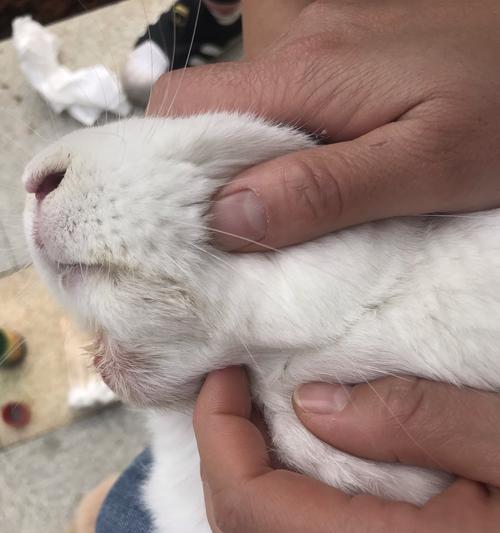 揭秘猫下巴挤出的白色物质之谜（探索猫下巴白色物质的成分和作用）