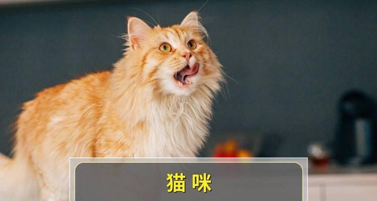 猫咪白天叫声解读（了解猫咪白天叫声的各种含义）