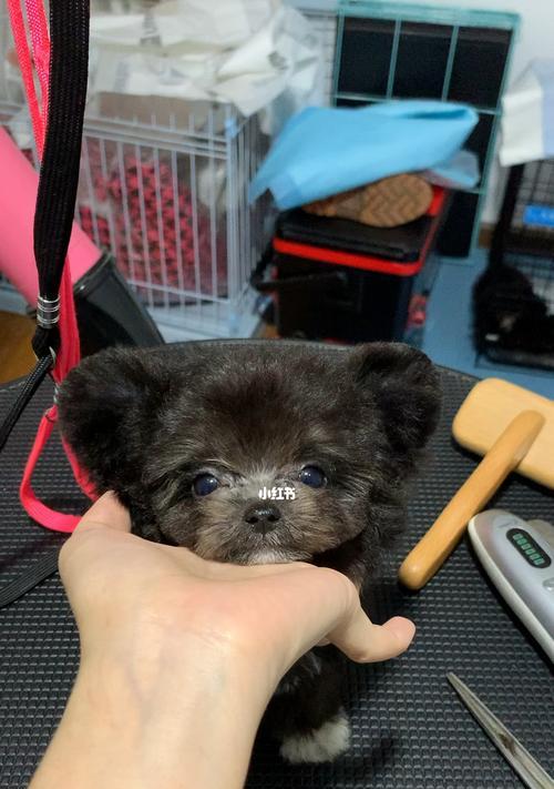 泰迪为什么耳朵向前？（解密泰迪独特的耳朵造型）