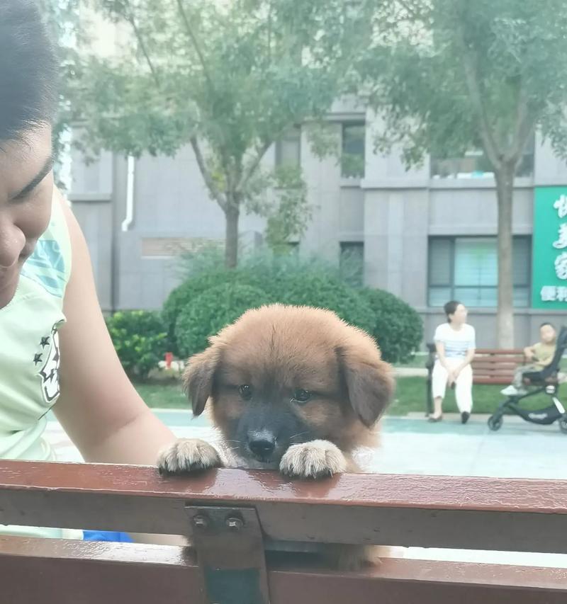 百元狗狗的养护指南（以预算友好的价格，给你的家庭带来忠诚伴侣）