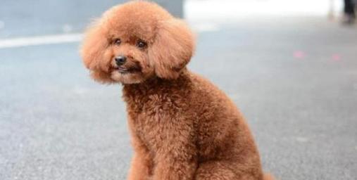 贵宾犬断尾现象的背后原因（从历史文化、美观需求到健康考量，为何贵宾犬的尾巴被断？）