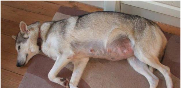 狗不怀孕吃什么东西？（探讨狗类不怀孕的原因及饮食调理）
