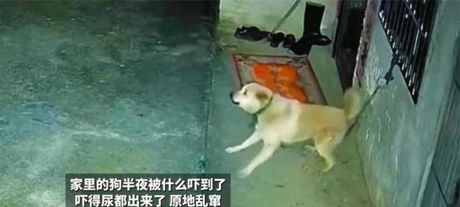 狗狗晚上叫的原因及解决方法（探究狗狗晚上叫的各种原因，为你提供实用的解决方法）