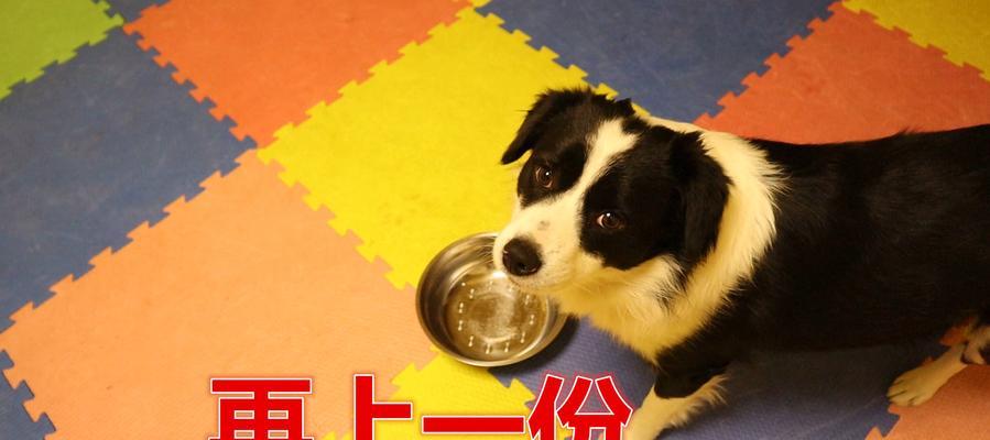 以德牧吃鱼肝油的益处（了解德国牧羊犬饮食需求与鱼肝油的功效）