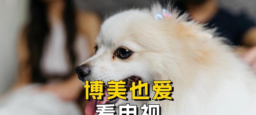 小狗为什么喜欢出去？（探索外面的世界、锻炼身体的必要性、与其他狗狗社交的重要性）