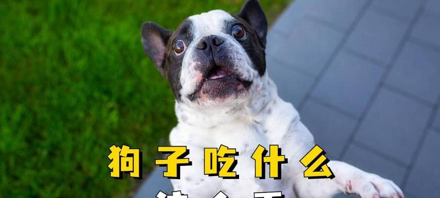 俩个月的狗应该吃什么？（为您的小狗提供营养均衡的饮食）