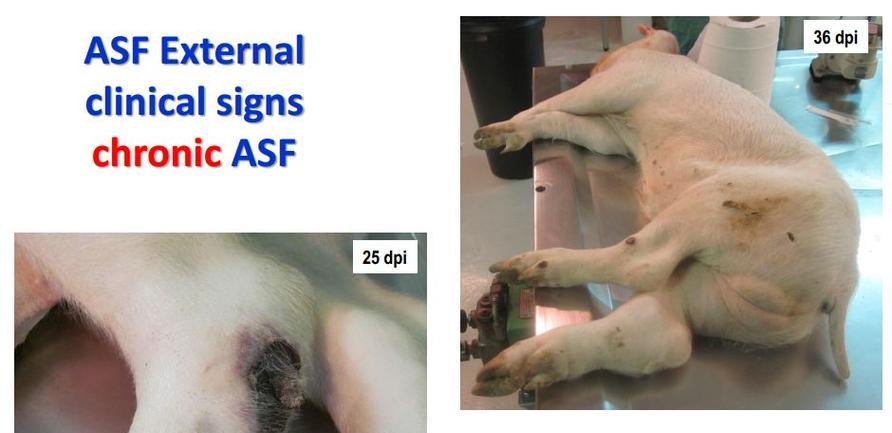 探究以犬发绀的意义与病因（揭开以犬发绀谜底，了解其病因与预防措施）