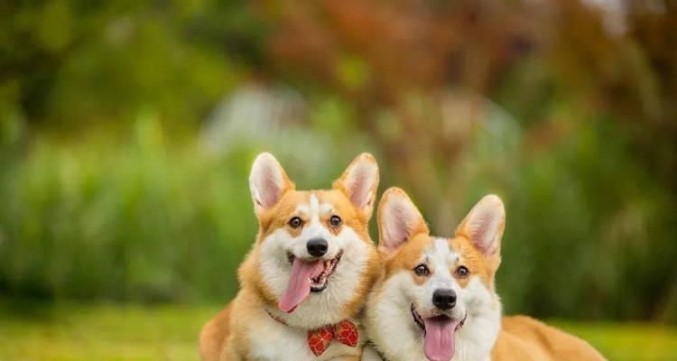 孕妇养狗狗的好处（狗狗带给孕妇的健康和快乐）