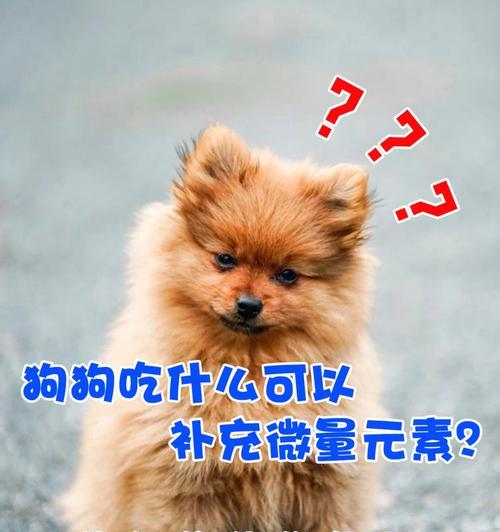 狗身上的什么东西最补？（探究狗身上的优质营养）