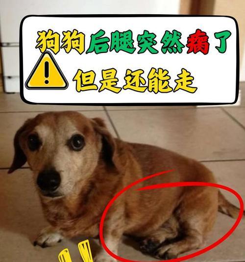 狗的后腿总抬着走的原因（探究狗为何总是抬起后腿行走）