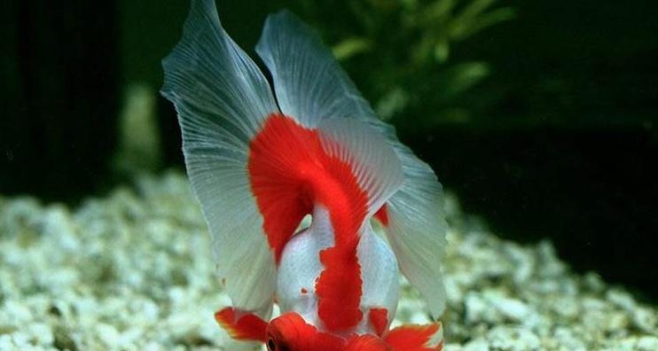 选择合适的金鱼品种来养成美丽水族宠物的秘诀（了解不同金鱼品种特性，为您的水族箱增添绚丽色彩）