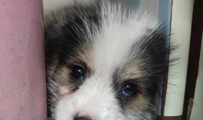 牛奶犬（了解牛奶犬的特点和适应环境）