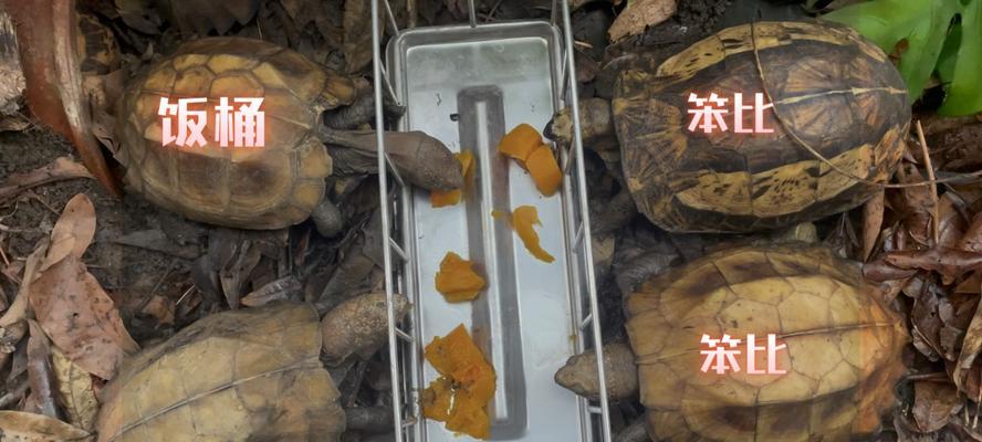 以锯缘摄龟的水果食谱（揭秘以锯缘摄龟的最爱，从水果中寻找健康）
