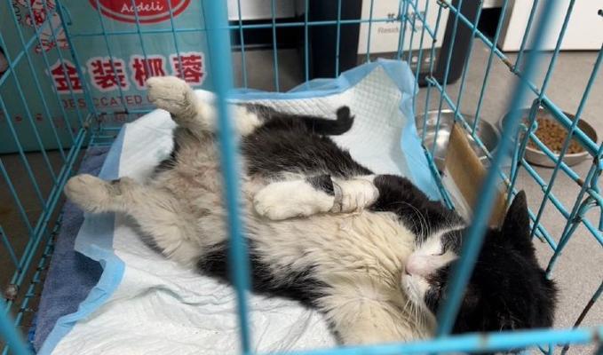 猫挨打失禁的原因及解决方法（揭秘猫咪失禁背后的真相，让你的爱宠重拾尊严与健康）